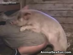 There is zoophilia with a pig.